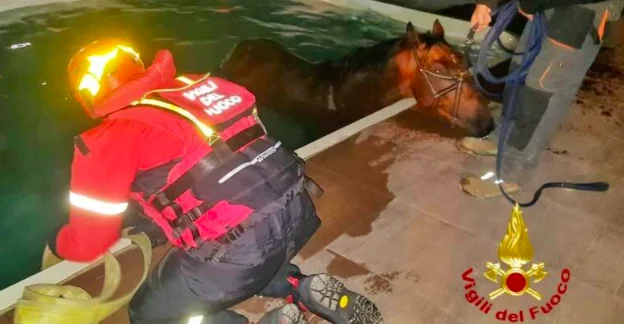 Il cavallo aveva caldo e ha fatto il bagno in piscina